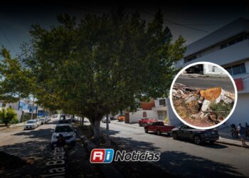  Vecinos de Palos Prietos cuestionan retiro de árbol en camellón de Lola Beltrán