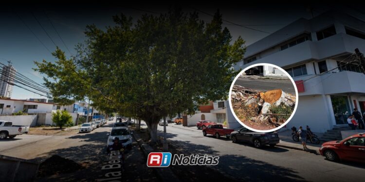 Vecinos de Palos Prietos cuestionan retiro de árbol en camellón de Lola Beltrán