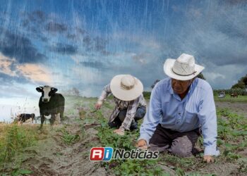 Lluvias dan un respiro al campo, pero ganaderos aún esperan más agua para salvar el año
