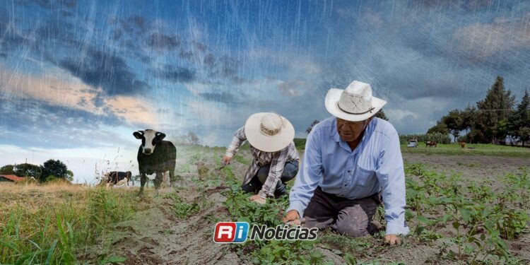 Lluvias dan un respiro al campo, pero ganaderos aún esperan más agua para salvar el año