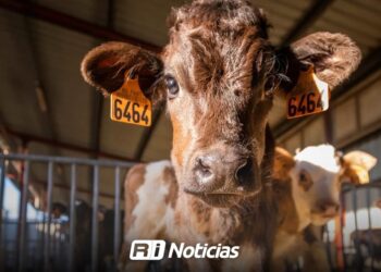 Baja precio del becerro y ganaderos esperan reapertura de la frontera de EU