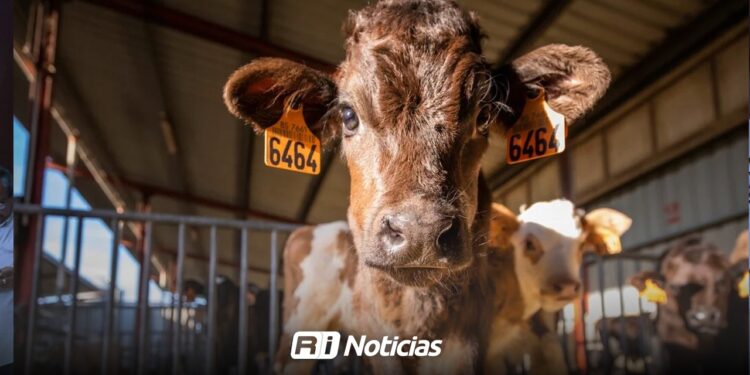 Baja precio del becerro y ganaderos esperan reapertura de la frontera de EU