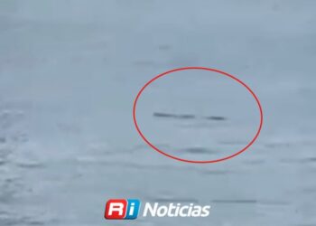 ALERTA: Avistan cocodrilo en Playa Norte, en Mazatlán; podrían cerrar las playas temporalmente