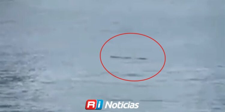ALERTA: Avistan cocodrilo en Playa Norte, en Mazatlán; podrían cerrar las playas temporalmente