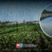 Lluvias mejoran panorama de agua para el campo de Sinaloa; presas avanzan en captaciones