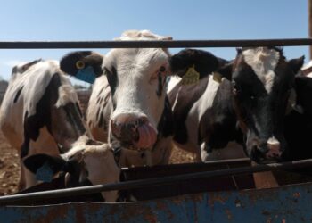 México crea consejo para la erradicación del gusano barrenador