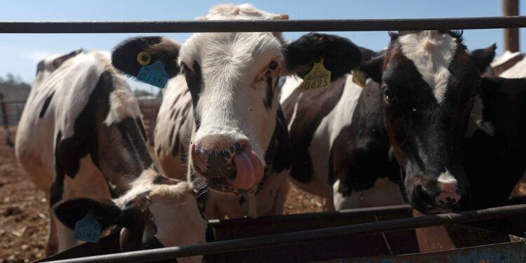 México crea consejo para la erradicación del gusano barrenador