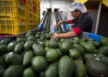 EU suspendió temporalmente la certificación y embarque de aguacate de Michoacán tras recibir una amenaza de seguridad