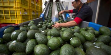 EU suspendió temporalmente la certificación y embarque de aguacate de Michoacán tras recibir una amenaza de seguridad