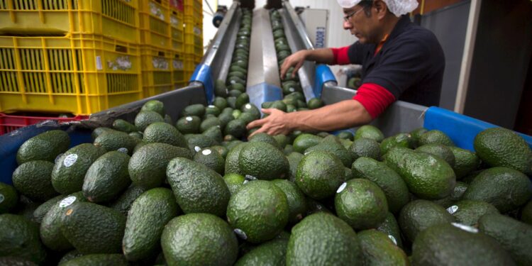 EU suspendió temporalmente la certificación y embarque de aguacate de Michoacán tras recibir una amenaza de seguridad