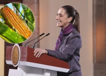 Gobierno federal inicia entrega de apoyos a maiceros de Sinaloa; prevé inversión de 4 mil 566 mdp