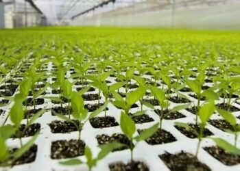 Sheinbaum destaca avances en producción de semillas y apoyos en el campo