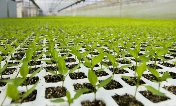 Sheinbaum destaca avances en producción de semillas y apoyos en el campo