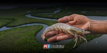 Lagunas del sur de Sinaloa mantienen frenada la recuperación del camarón