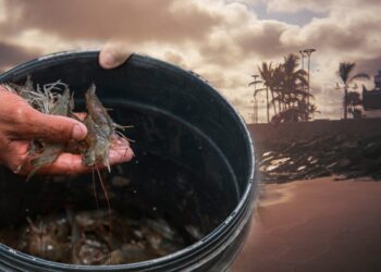Calor excesivo en el mar podría reducir alimento para el camarón