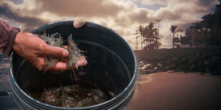 Calor excesivo en el mar podría reducir alimento para el camarón