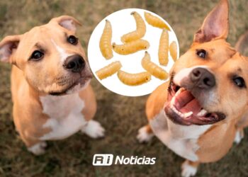 Confirman 12 casos de gusano barrenador en perros en Sinaloa