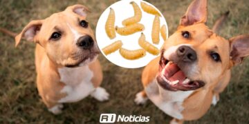 Confirman 12 casos de gusano barrenador en perros en Sinaloa