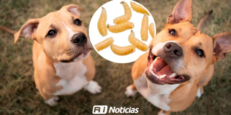 Confirman 12 casos de gusano barrenador en perros en Sinaloa