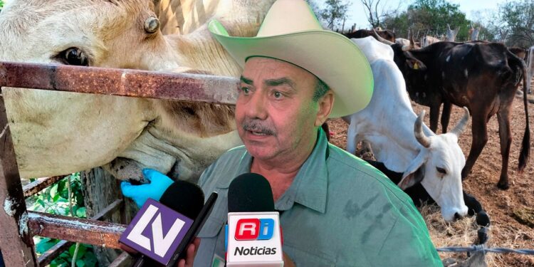 Gusano barrenador ya suma hasta 50 casos en Mazatlán; ganaderos prevén años para controlarlo