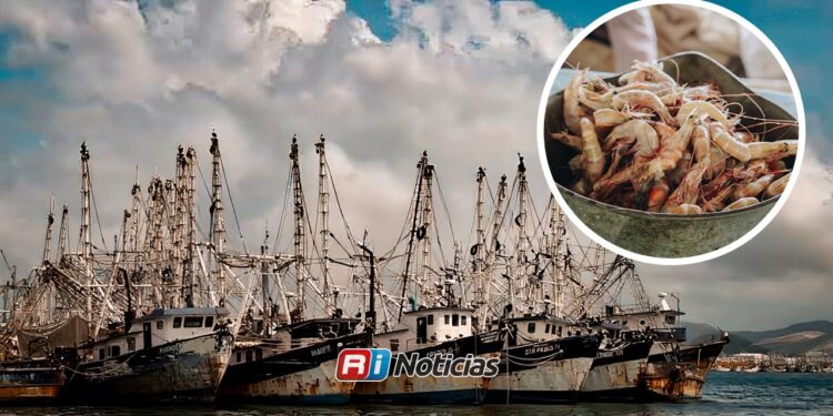 Hasta 60% de la flota camaronera podría quedarse en puerto esta temporada