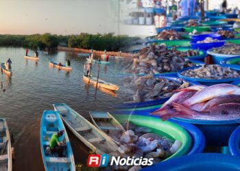 Temporada de camarón arrancará con baja producción y tallas pequeñas