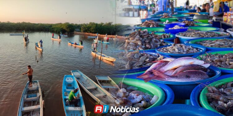 Temporada de camarón arrancará con baja producción y tallas pequeñas
