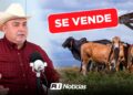 “El sector ganadero en Mazatlán se está acabando”; venden 200 vacas en una semana