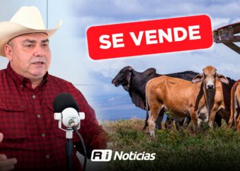 “El sector ganadero en Mazatlán se está acabando”; venden 200 vacas en una semana