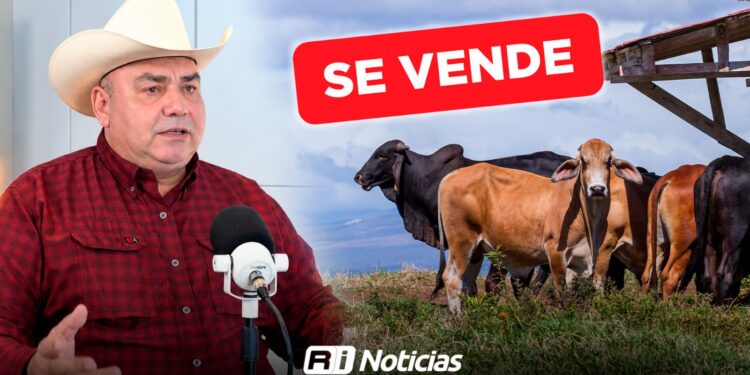 “El sector ganadero en Mazatlán se está acabando”; venden 200 vacas en una semana