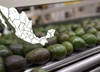 En octubre arranca certificado para exportar aguacate