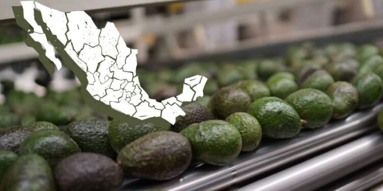 En octubre arranca certificado para exportar aguacate