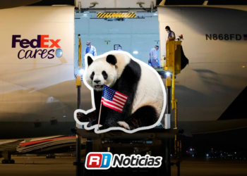 Dos pandas gigantes llegan a Atlanta tras préstamo de China