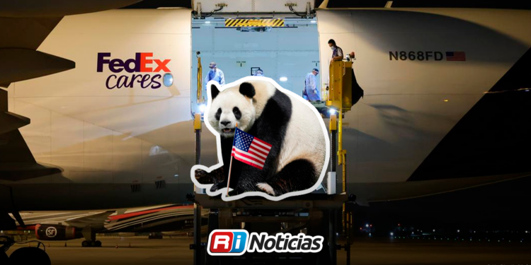 Dos pandas gigantes llegan a Atlanta tras préstamo de China