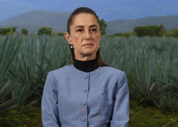 Agave se vende hasta en un peso: Sheinbaum alista apoyo para productores ante caída del tequila
