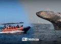MUNBA pone en alto a Mazatlán con su Expedición de Ballenas