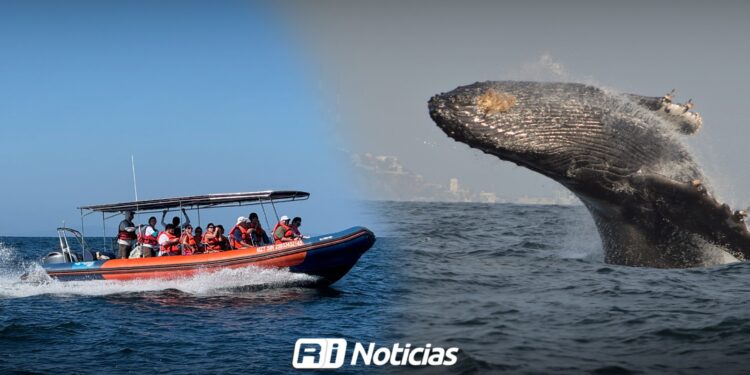 MUNBA pone en alto a Mazatlán con su Expedición de Ballenas