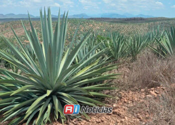 Recupera Sinaloa denominación de origen mezcal para cuatro municipios