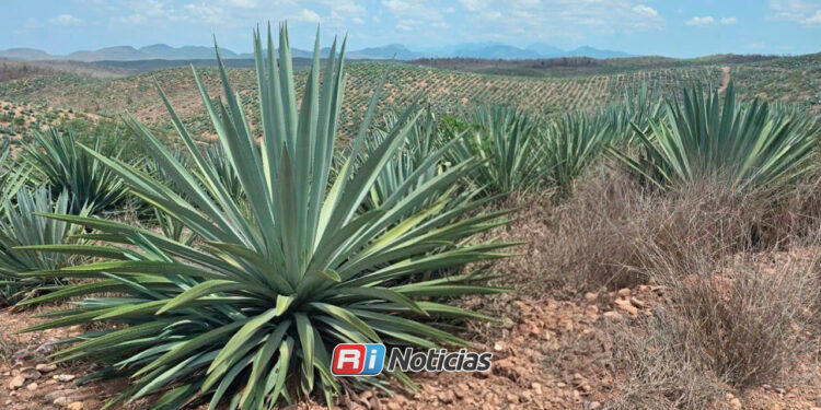 Recupera Sinaloa denominación de origen mezcal para cuatro municipios