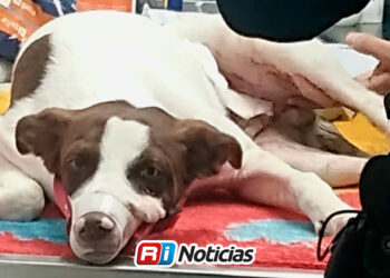 Policías rescatan a Pinto, perrito herido de bala en la colonia Progreso de Culiacán