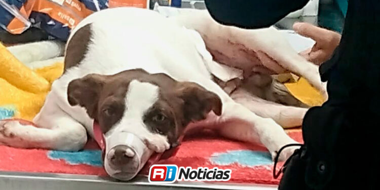 Policías rescatan a Pinto, perrito herido de bala en la colonia Progreso de Culiacán