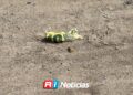 Ataque armado en llantera de Villa Unión deja un muerto y un herido