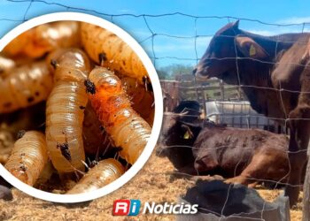 Gusano barrenador afecta a unos 130 animales en comunidades serranas de Mazatlán