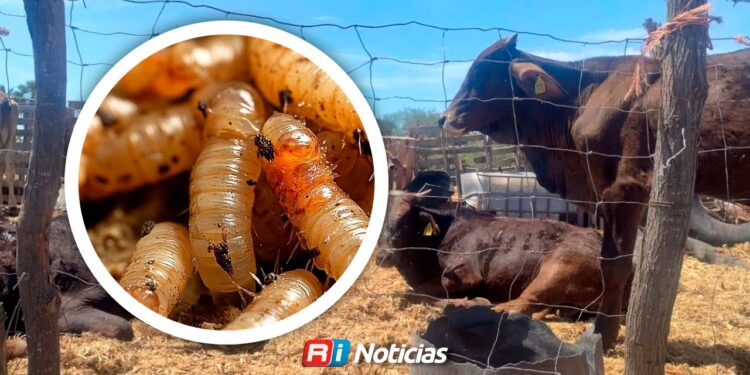 Gusano barrenador afecta a unos 130 animales en comunidades serranas de Mazatlán