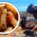 Gusano barrenador afecta a unos 130 animales en comunidades serranas de Mazatlán