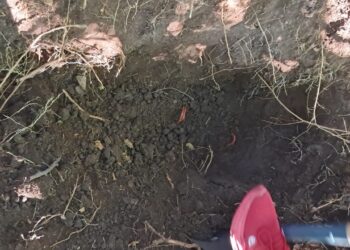 Localizan restos óseos durante búsqueda de personas desaparecidas en Costa Rica, Culiacán