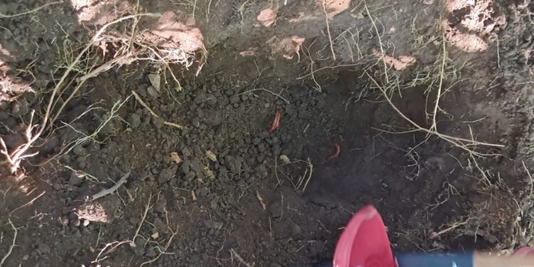 Localizan restos óseos durante búsqueda de personas desaparecidas en Costa Rica, Culiacán