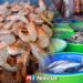 Camarón ecuatoriano barato pega a productores mexicanos, advierte sector