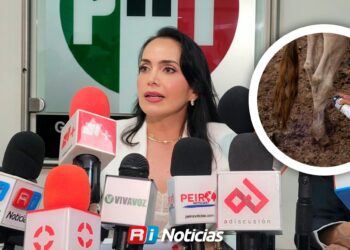 Gusano barrenador dejará pérdidas de hasta 18 mil pesos por cabeza de ganado en Sinaloa