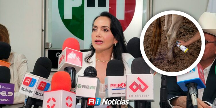 Gusano barrenador dejará pérdidas de hasta 18 mil pesos por cabeza de ganado en Sinaloa